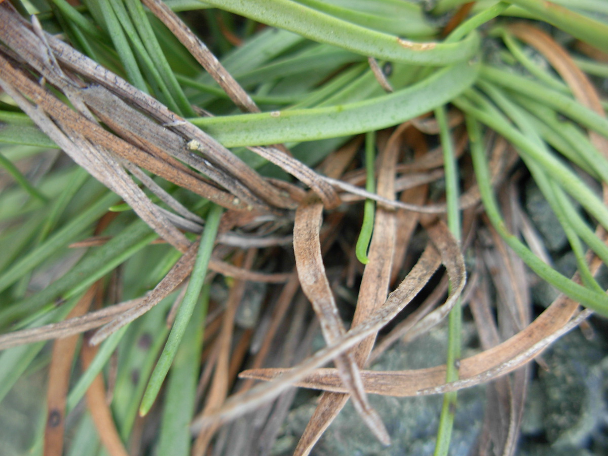 Plantago maritima L. subsp. serpentina (All.) Arcang.